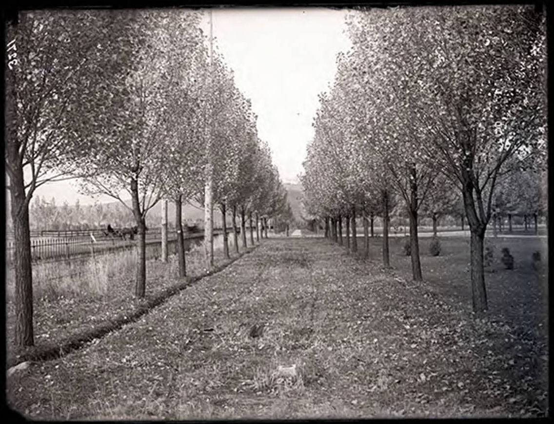 Lane of trees on Campus - 1905